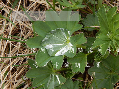 信用卡逾期被信用卡部報案(公安局打電話說信用卡逾期立案)