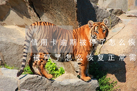 信用卡逾期被停了怎么恢复正常(信用卡逾期被停了怎么恢复正常需要多久)