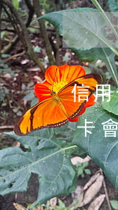 信用卡逾期被?？嗽趺崔k(貸款有逾期信用卡會被停嗎)
