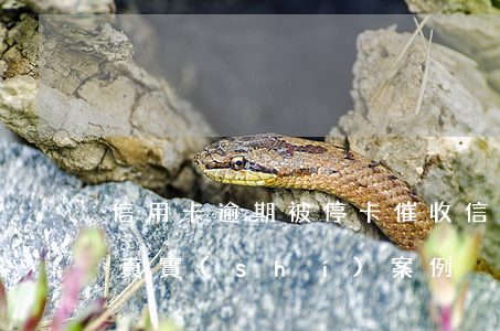信用卡逾期被?？ù呤?信用卡逾期被催收的真實(shí)案例)