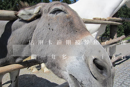 信用卡逾期被停用了還能再用嗎(我信用卡逾期一年多現(xiàn)在還掉了還可以用嗎)