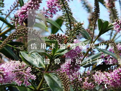 信用卡逾期被停用后只能注销吗-信用卡逾期被停用后只能注销吗怎么办