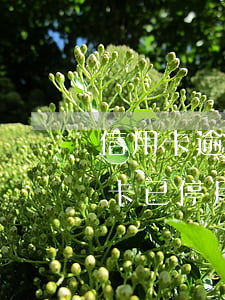 信用卡逾期被停用后銷(xiāo)卡(信用卡已停用是不是注銷(xiāo)成功了)