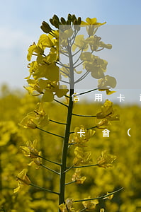 信用卡逾期被停用多久能用(貸款有逾期信用卡會(huì)被停嗎)
