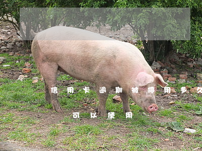 信用卡逾期被停用多久還能用(停用的信用卡還可以使用嗎)