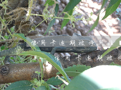 信用卡逾期被停用注銷(xiāo)卡好還是-信用卡逾期被停用注銷(xiāo)卡好還是不注銷(xiāo)好