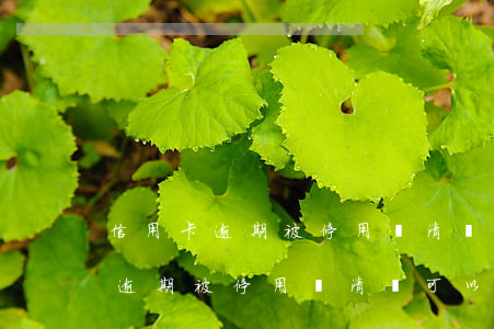 信用卡逾期被停用還清還可以用不-信用卡逾期被停用還清還可以用不還嗎
