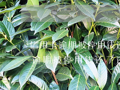 信用卡逾期被停用钱还了还能用吗-信用卡逾期被停用钱还了还能用吗怎么办
