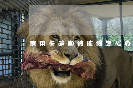 信用卡逾期被催债怎么办(信用卡逾期催款)