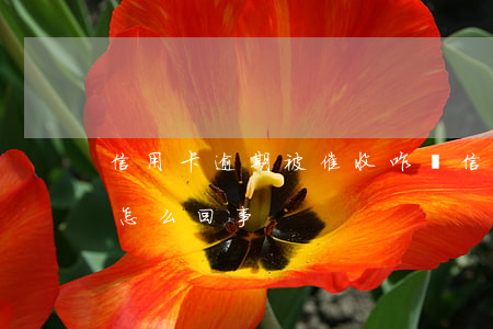 信用卡逾期被催收咋辦(信用卡逾期不催收了怎么回事)