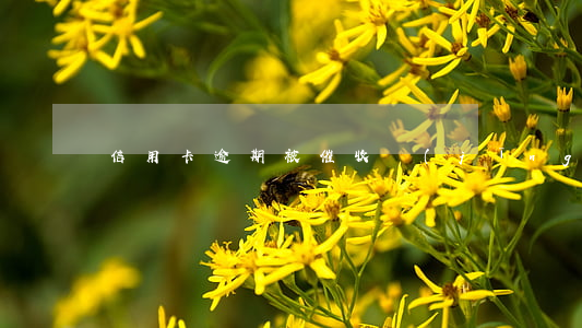 信用卡逾期被催收經(jīng)歷