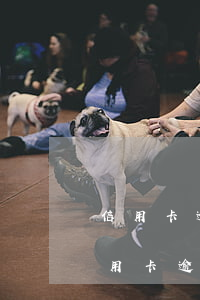 信用卡逾期被傳喚怎么辦(別人打電話說我信用卡逾期被起訴了怎么辦)