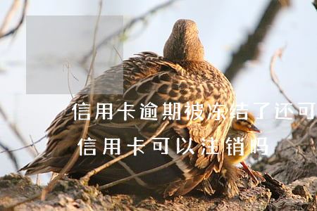 信用卡逾期被冻结了还可以注销吗-冻结的信用卡可以注销吗