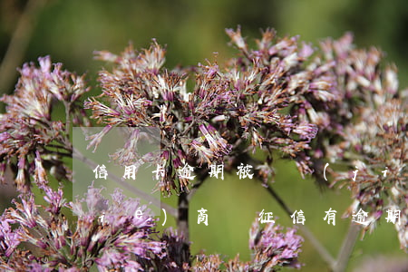 信用卡逾期被凍結(jié)了可以協(xié)商嗎(征信有逾期信用卡被凍結(jié))