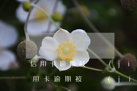 信用卡逾期被凍結(jié)了怎樣還款(信用卡逾期被凍結(jié)了怎樣還款最快)