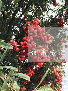 信用卡逾期被凍結(jié)了還款以后(銀行貸款逾期后信用卡凍結(jié)了怎么辦)