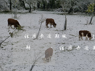 信用卡逾期被凍結(jié)了還錢后還能解凍嗎-信用卡逾期被凍結(jié)了還錢后還能解凍嗎