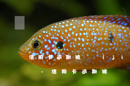 信用卡逾期被凍結(jié)了錢還能解凍嗎-信用卡逾期被凍結(jié)了錢還能解凍嗎怎么辦