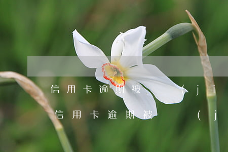 信用卡逾期被凍結(jié)可以還款嗎嗎（信用卡逾期被凍結(jié)可以還款嗎）