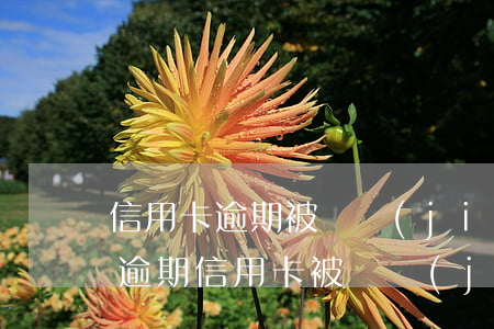 信用卡逾期被凍結(jié)后還了 征信有逾期信用卡被凍結(jié)