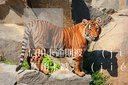 信用卡逾期被凍結(jié)怎么還(因逾期信用卡被凍結(jié)了還能解凍嗎)