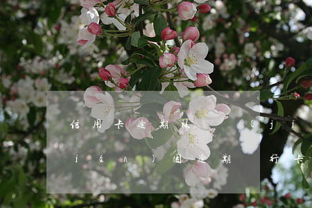 信用卡逾期被凍結(jié)怎么還錢(qián)(因逾期銀行卡凍結(jié)了以后怎么還款)