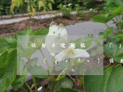 信用卡逾期被凍結(jié)沒(méi)錢(qián)(信用卡逾期被凍結(jié)沒(méi)錢(qián))