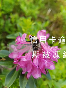 信用卡逾期被凍結(jié)解凍(信用卡逾期被凍結(jié)解凍需要多久)