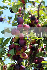 信用卡逾期被凍結(jié)解凍需要24小時嗎?-信用卡逾期被凍結(jié)解凍需要24小時嗎