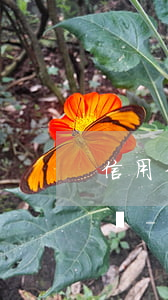 信用卡逾期被凍結(jié)還款可以注銷嗎-信用卡逾期被凍結(jié)還款可以注銷嗎
