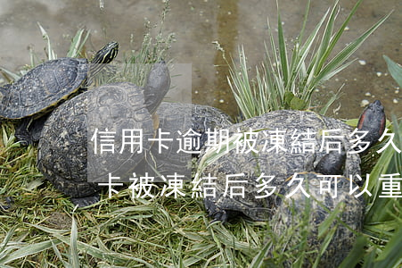 信用卡逾期被凍結后多久能恢復(無逾期信用卡被凍結后多久可以重新申請)