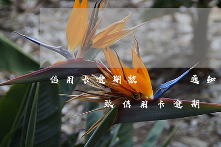 信用卡逾期被凍結會通知家人嗎(因為銀行卡凍結導致信用卡逾期)