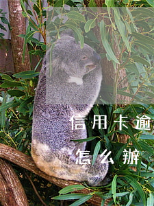 信用卡逾期被判三年(因服刑信用卡逾期三年怎么辦)