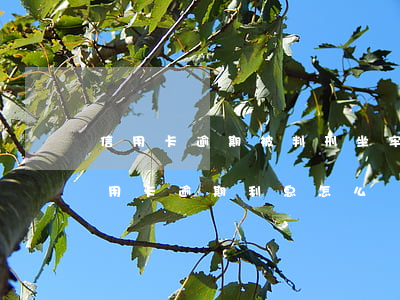 信用卡逾期被判刑坐牢了還能用嗎(因坐牢信用卡逾期利息怎么辦)