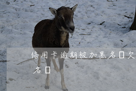 信用卡逾期被加黑名單(欠信用卡被銀行拉黑名單)