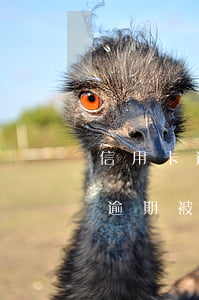 信用卡逾期被執(zhí)行局傳喚(信用卡逾期被派出所傳喚)