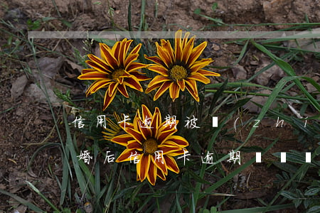 信用卡逾期被執(zhí)行影響配偶嗎(結婚后信用卡逾期會對對方有影響嗎)