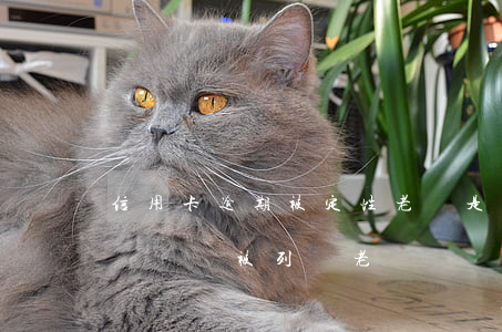 信用卡逾期被定性老賴是一輩子嗎(逾期多長時間會被列為老賴)