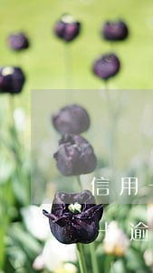 信用卡逾期被家里人知道怎么辦(家里人信用卡逾期對自己有影響嗎)