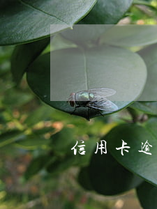 信用卡逾期被強(qiáng)制停用