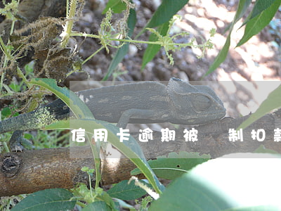 信用卡逾期被強制扣款能找回嗎