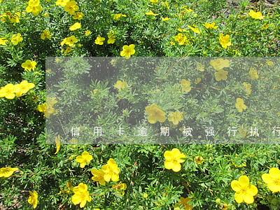 信用卡逾期被强行执行 欠信用卡被执行