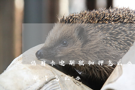 信用卡逾期被扣押怎么办(羁押期间信用卡逾期了怎么办)