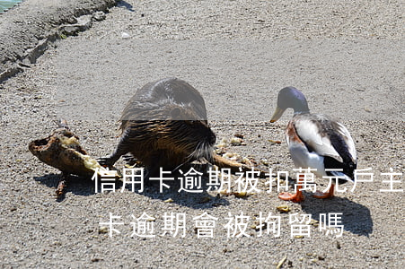 信用卡逾期被扣萬元戶主稱辦卡者-欠信用卡逾期會被拘留嗎