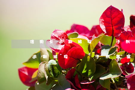 信用卡逾期被投訴屬于刑事案件么-信用卡逾期被投訴屬于刑事案件么