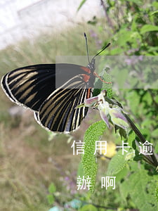 信用卡逾期被拒怎么辦(信用卡逾期被拒怎么辦啊)