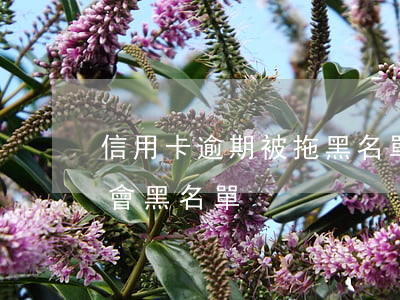 信用卡逾期被拖黑名單(欠信用卡逾期多久后會黑名單)