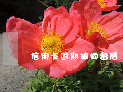 信用卡逾期被拘留后還錢判刑嗎