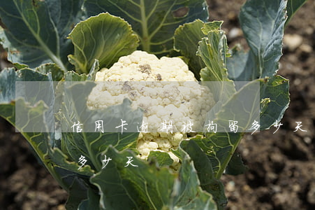 信用卡逾期被拘留多少天(信用卡逾期被拘留多少天)
