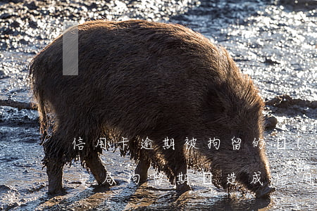 信用卡逾期被拘留的經(jīng)歷(被公安局拘留期間造成信用卡逾期怎么辦)